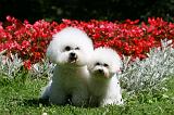 BICHON FRISE 637